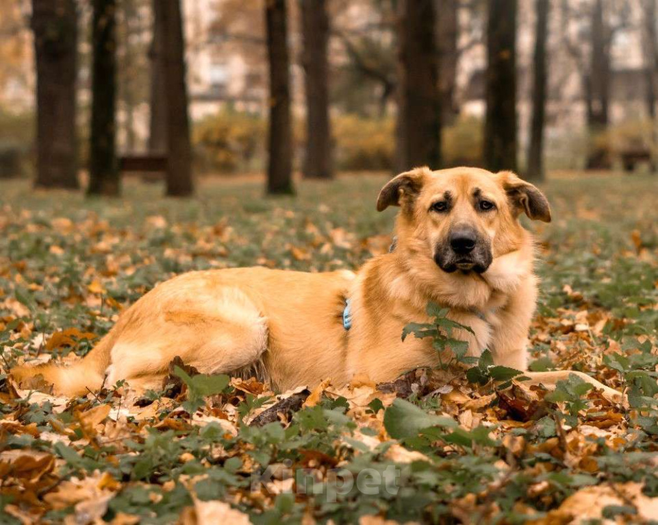 Собаки в Москве: Собака в добрые руки бесплатно Москва Мальчик, Бесплатно - фото 1