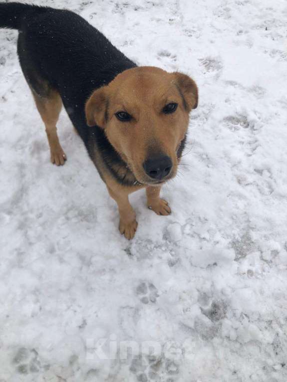 Собаки в других городах Московской области: В добрые руки Девочка, Бесплатно - фото 4