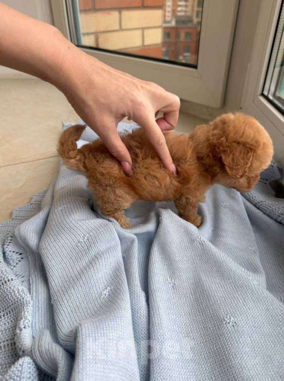 Собаки в Москве: Щенки Мальтипу микро ф1 из Китая  Девочка, Бесплатно - фото 7