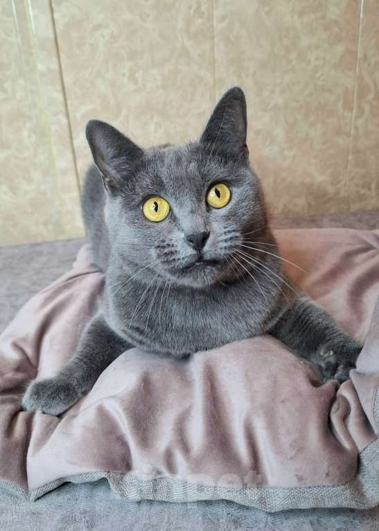 Кошки в Москве: Василина едет на выставку-пристройство WOOF в Москву  Девочка, Бесплатно - фото 3