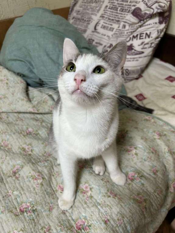 Кошки в Голицыно: 💚 Ищем любящих и заботливых хозяев для котика 💚 Мальчик, Бесплатно - фото 6