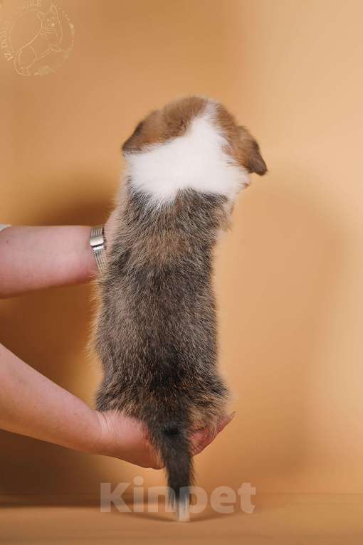 Собаки в других городах Московской области: Щенки вельш корги пемброк Девочка, 90 000 руб. - фото 6