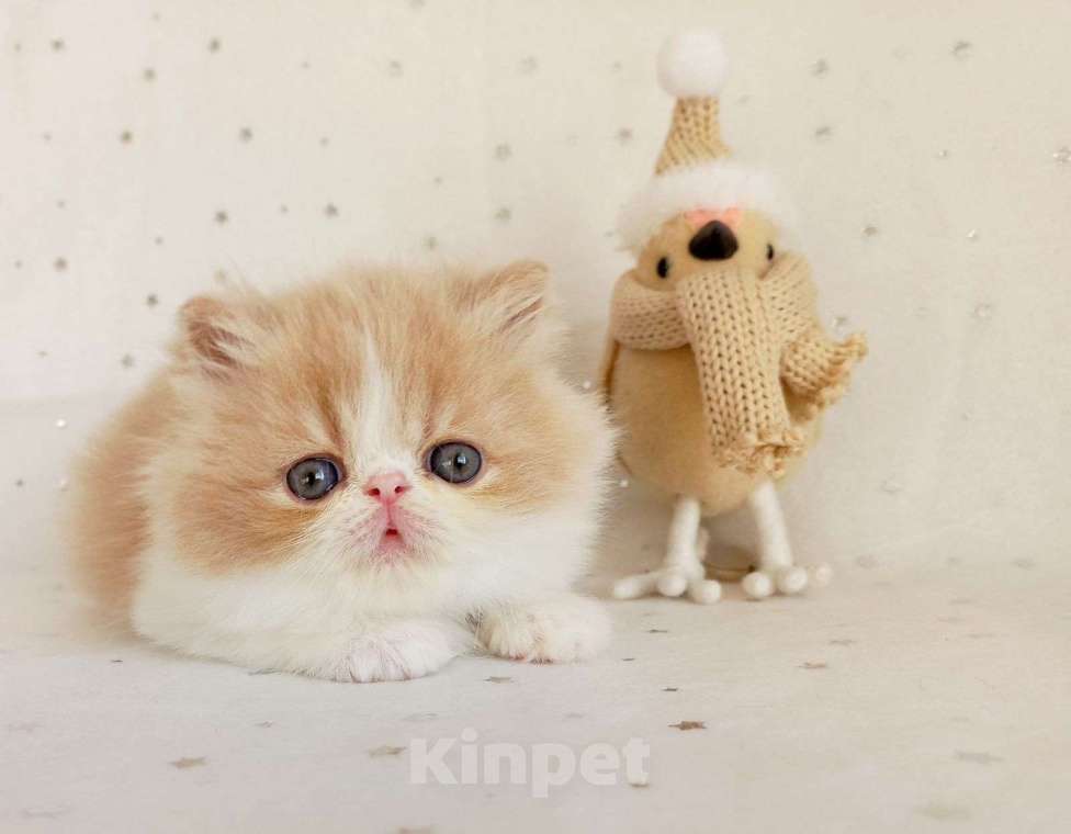 Кошки в Самаре: малышка-экзoтик. Мальчик, Бесплатно - фото 1