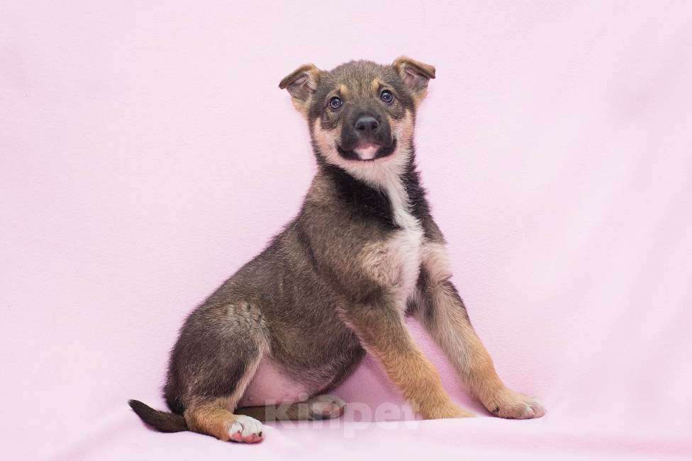 Собаки в Москве: Самый умный щеночек в мире Девочка, Бесплатно - фото 1