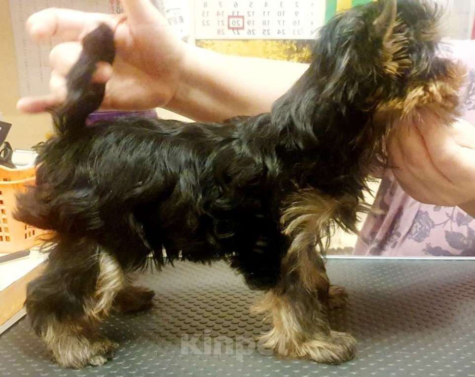 Собаки в Москве: Щенок йоркширского терьера Мальчик, 55 000 руб. - фото 6