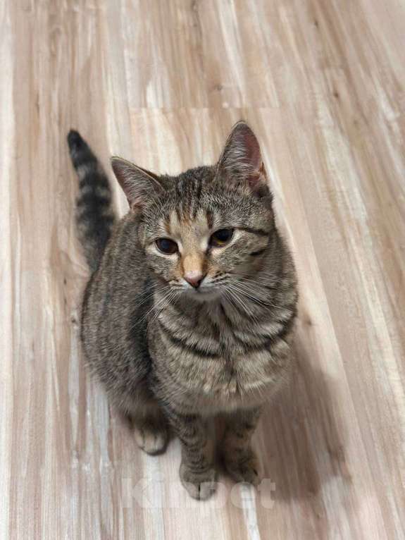 Кошки в Кудрово: Кошечка с изюминкой Девочка, Бесплатно - фото 3