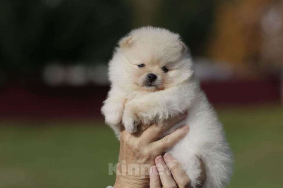 Собаки в Москве: Померанский шпиц, девочка Девочка, Бесплатно - фото 1