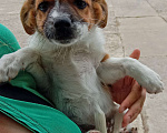 Собаки в Феодосии: Щенок в добрые руки Девочка, 1 руб. - фото 2