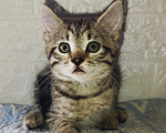 Кошки в Котельнике: Коричневый котенок в добрые руки Москва и Московская область Девочка, Бесплатно - фото 2