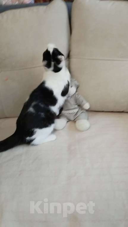 Кошки в Санкт-Петербурге: Самая умная малышка Девочка, Бесплатно - фото 4