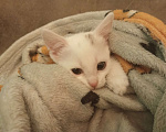 Кошки в Подольске: Котёнок 3 месяца девочка Девочка, 100 руб. - фото 2