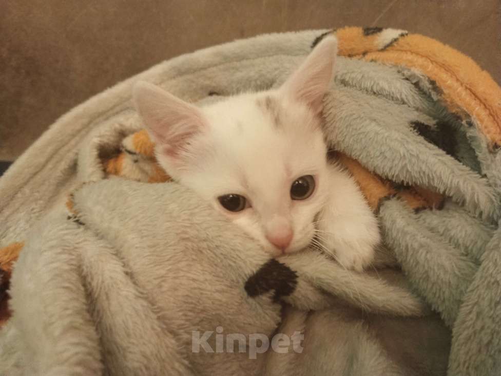 Кошки в Подольске: Котёнок 3 месяца девочка Девочка, 100 руб. - фото 2