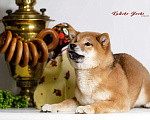 Собаки в Перми: Сиба ину девочка с документами РКФ Девочка, 75 000 руб. - фото 2