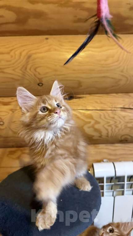 Кошки в Барнауле: Кошечка Мейн-кун Девочка, 28 000 руб. - фото 6