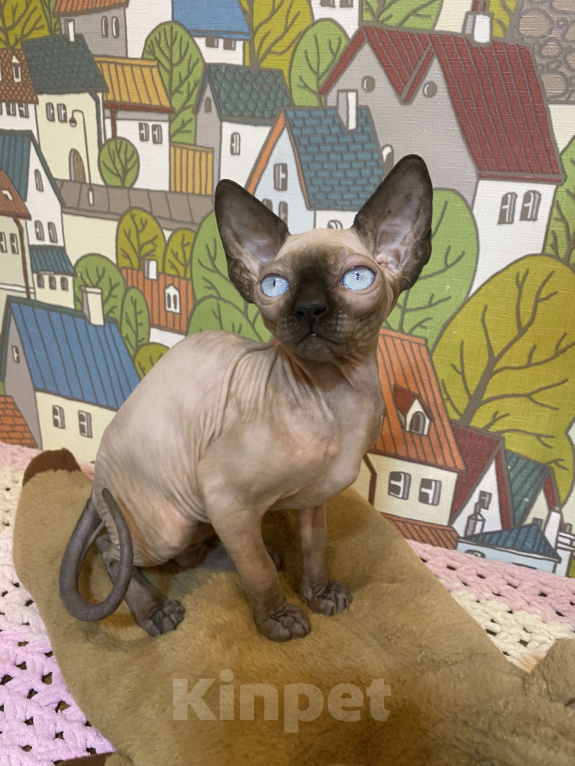 Кошки в Москве: Шикарная породная канадочка Девочка, 40 000 руб. - фото 5