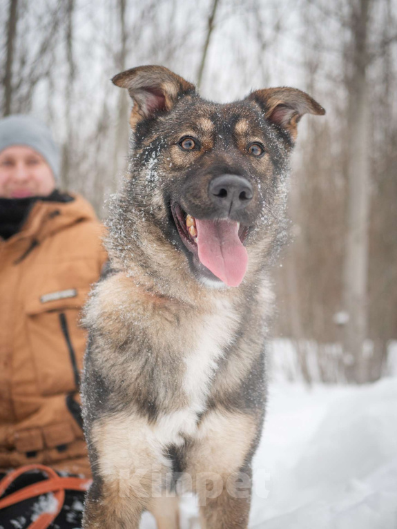 Собаки в Москве: Рея Девочка, Бесплатно - фото 1