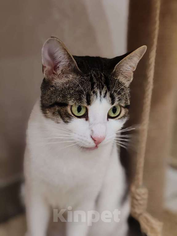 Кошки в Реутове: Взрослый кот в добрые руки Мальчик, Бесплатно - фото 1