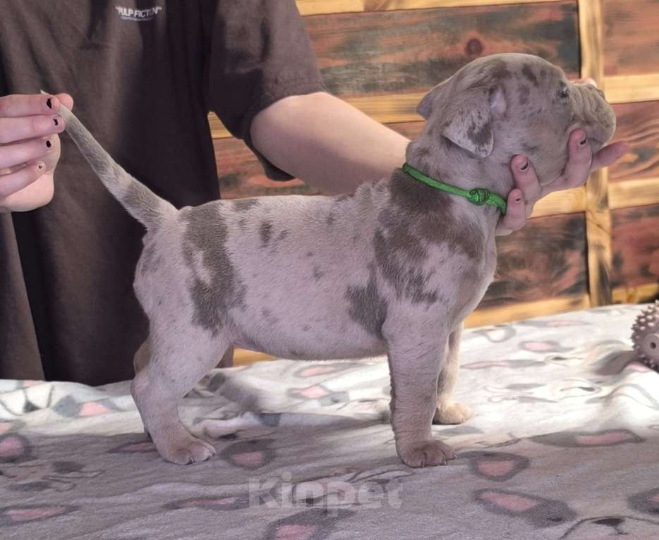 Собаки в Черногорске: Девочка Девочка, 100 000 руб. - фото 2