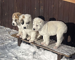 Собаки в Москве: Среднеазиатская овчарка, алабай, щенок Девочка, Бесплатно - фото 2