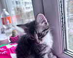 Кошки в Москве: Котенок в добрые руки Мальчик, Бесплатно - фото 5