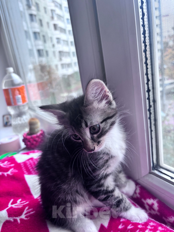 Кошки в Москве: Котенок в добрые руки Мальчик, Бесплатно - фото 5