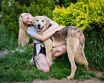 Собаки в Волоколамске: Жизнерадостный мальчишка в добрые руки! Мальчик, Бесплатно - фото 3