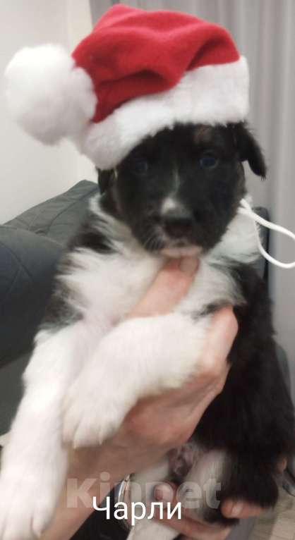 Собаки в Москве: Щенок в добрые руки Мальчик, Бесплатно - фото 6