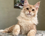 Кошки в Подольске: Котёнок мейн-кун Мальчик, 55 000 руб. - фото 4