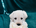 Собаки в Москве: Лабрадор-ретривер, щенок Мальчик, Бесплатно - фото 7