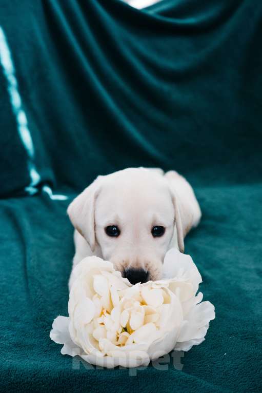 Собаки в Москве: Лабрадор-ретривер, щенок Мальчик, Бесплатно - фото 7