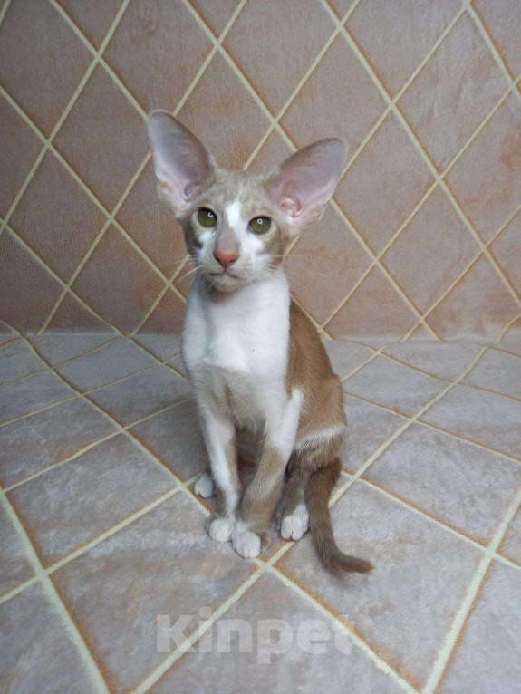 Кошки в Нижнем Новгороде: Ориентальный котик Мальчик, Бесплатно - фото 2