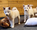 Собаки в Москве: Белые Сиба ину. Ми-ми-мишки. Девочка, 60 000 руб. - фото 9