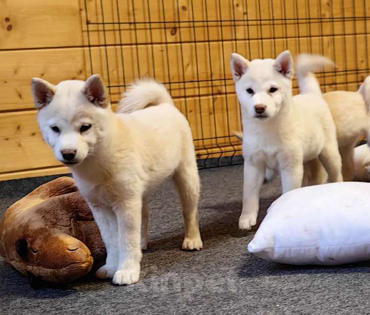 Собаки в Москве: Белые Сиба ину. Ми-ми-мишки. Девочка, 60 000 руб. - фото 9
