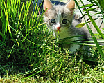 Кошки в Зеленодольске: Мальчик 2 Мальчик, Бесплатно - фото 2