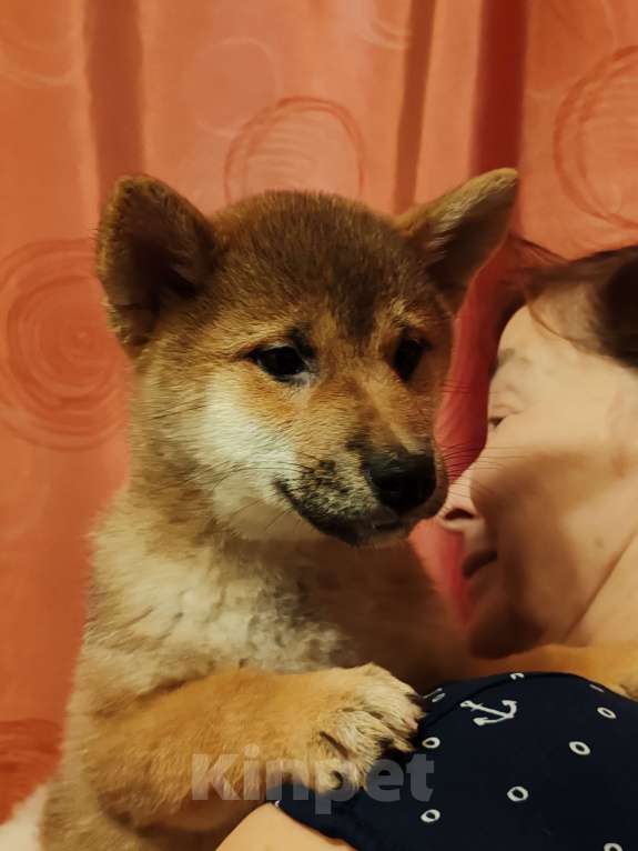 Собаки в Химках: Щенок сиба девочка Девочка, 35 000 руб. - фото 2