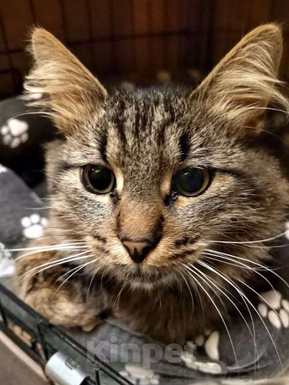 Кошки в Москве: Тимоха Мальчик, Бесплатно - фото 4