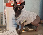 Кошки в Котельнике: канадский сфинкс в добрые руки Мальчик, Бесплатно - фото 1