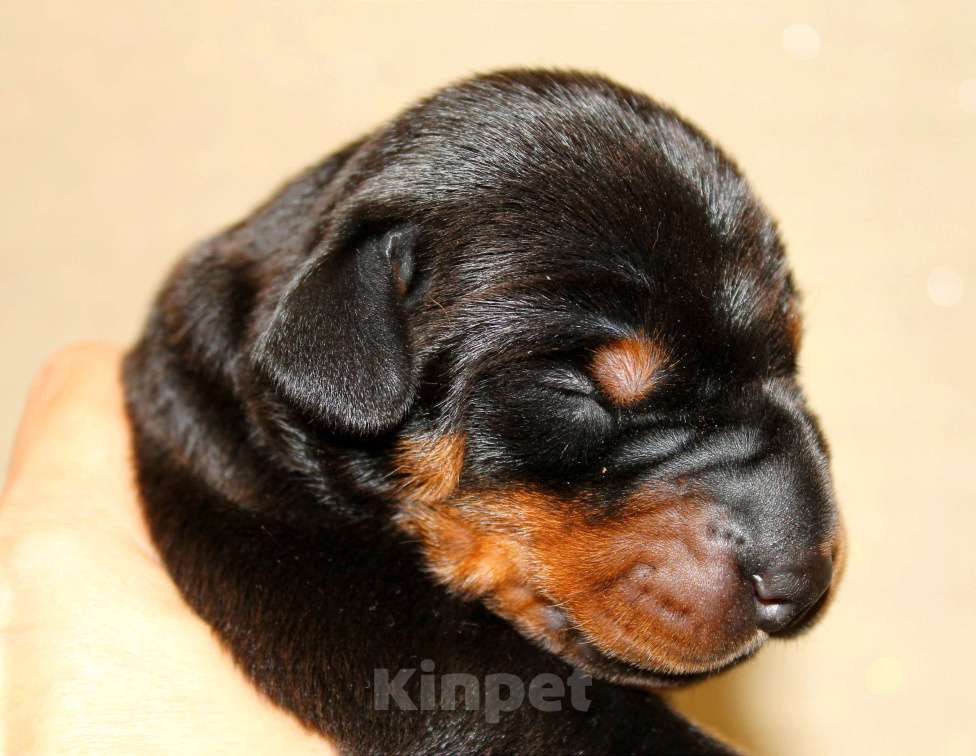 Собаки в Москве: Щенки добермана Разнополые, Бесплатно - фото 8