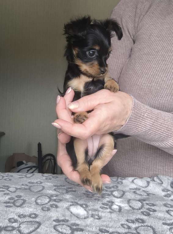 Собаки в Краснодаре: Девочка дш русского тоя Девочка, Бесплатно - фото 2