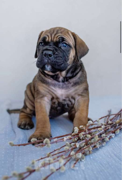 Собаки в Краснодаре: Продам щенков кане-корсо Мальчик, 100 000 руб. - фото 3