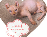 Кошки в Москве: Сфинкс Двельф Мальчик, 30 000 руб. - фото 1