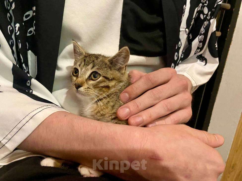 Кошки в других городах Московской области: Дачник Шурик хочет домой Мальчик, Бесплатно - фото 4