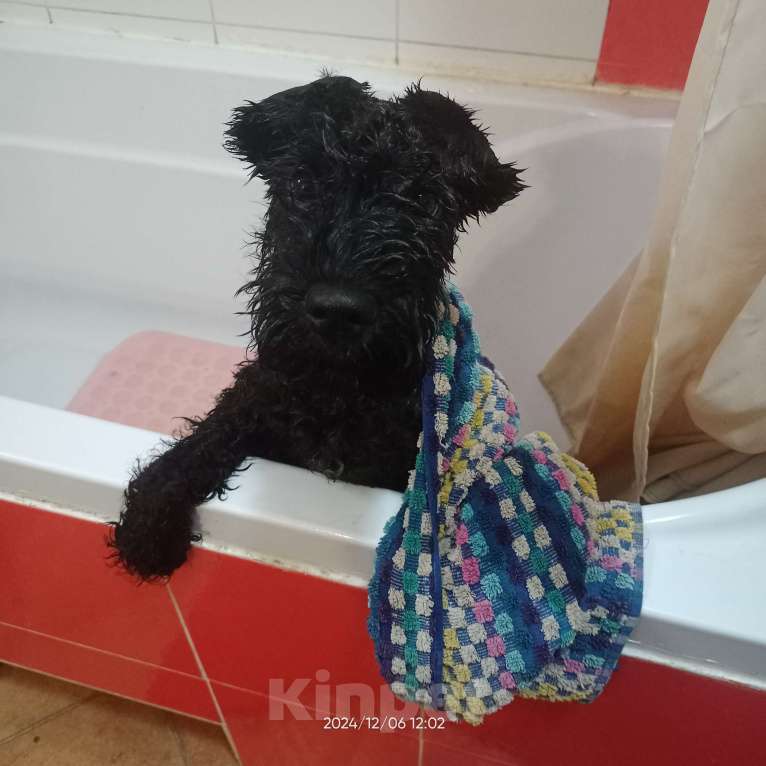 Собаки в Москве: Интересное предложение Мальчик, 60 000 руб. - фото 6