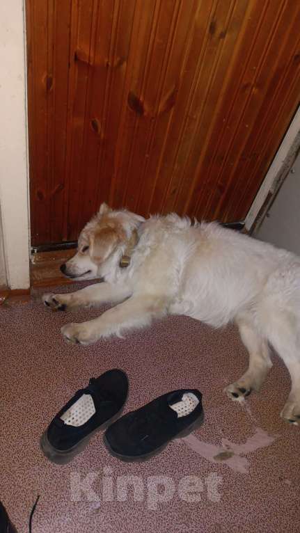 Собаки в Сургуте: Продам собаку , связи с переездом  Мальчик, 2 500 руб. - фото 2