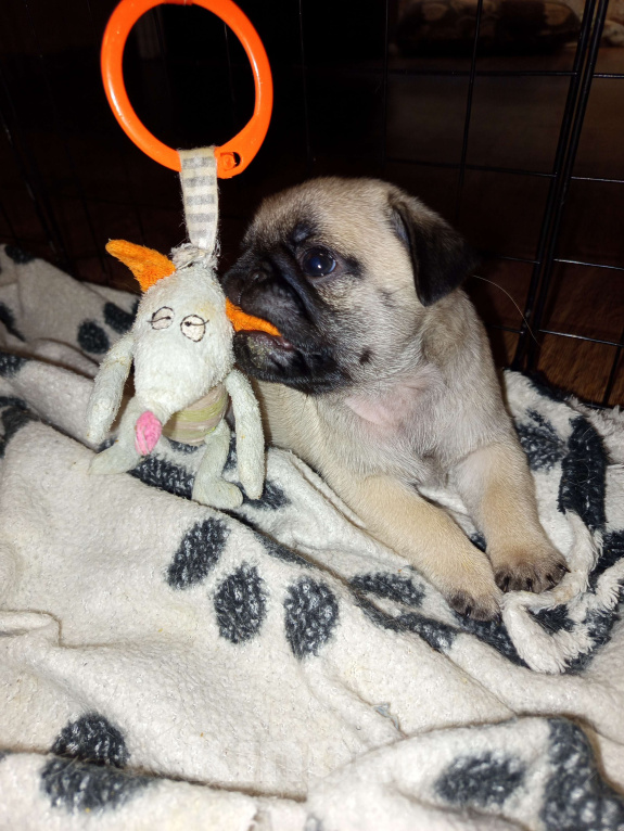 Собаки в Братске: Щенки мопса Мальчик, 50 000 руб. - фото 1