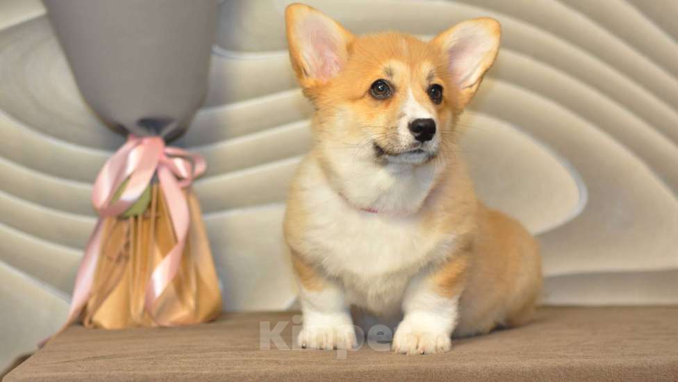 Собаки в Липецке: Красоточка Коржик Девочка, 55 000 руб. - фото 3