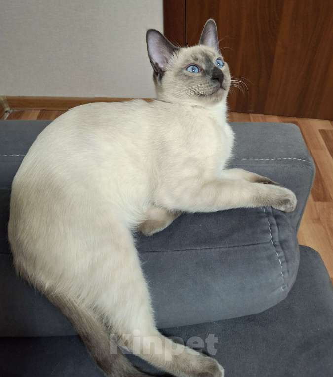 Кошки в Санкт-Петербурге: Тайский котенок Мальчик, 55 000 руб. - фото 3