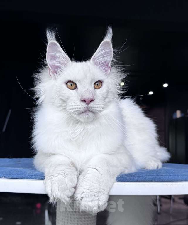 Кошки в Москве: Мейн-кун мальчик Veyron Hank — брутальный парень в эксклюзивном окрасе шелл Мальчик, 100 000 руб. - фото 6