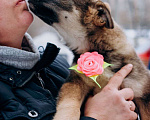 Собаки в Мытищах: Щенок Ася ищет любящую семью и дом Девочка, Бесплатно - фото 5