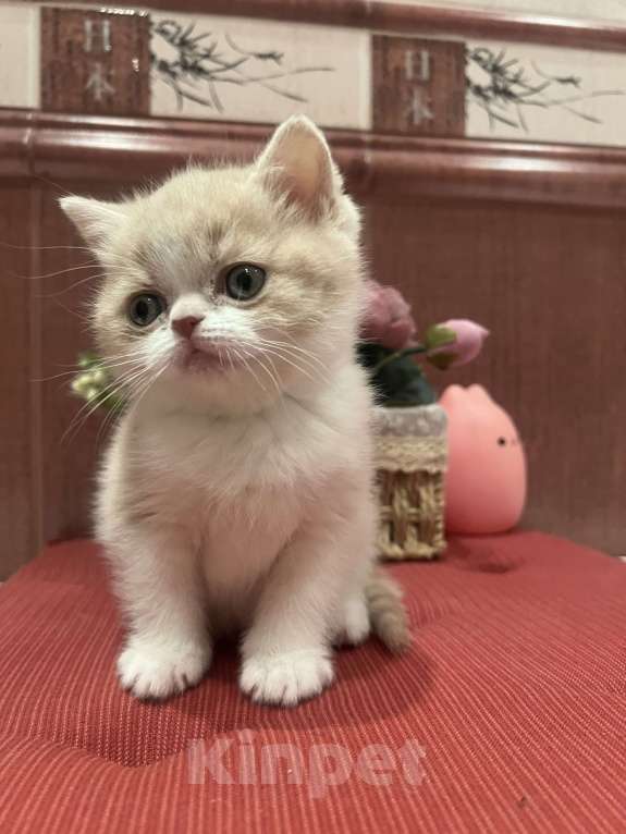 Кошки в Москве: Шотландские мальчики Мальчик, 35 000 руб. - фото 2